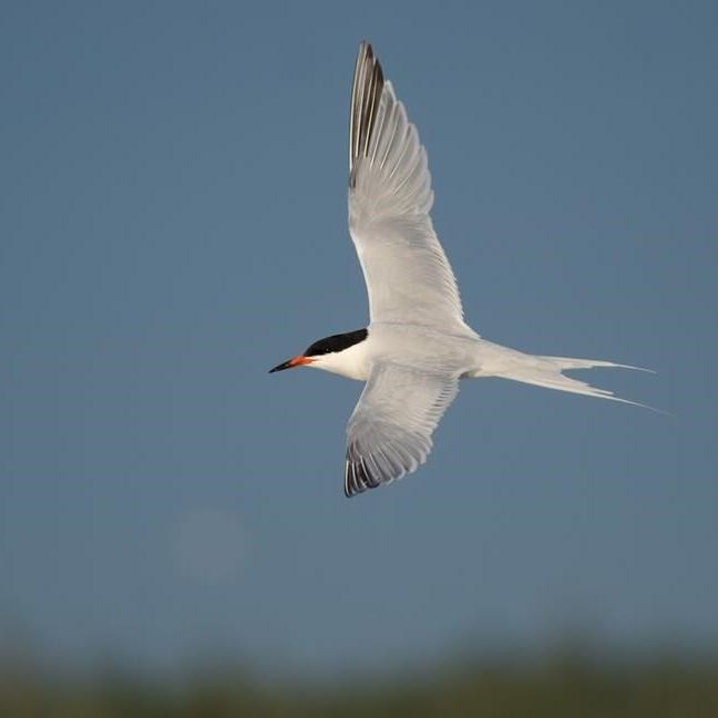 N.S. approves wind farm, but federal officials worry project would kill at-risk birds